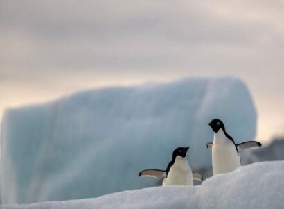 Image of penguins